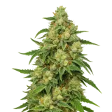 Sweet Tooth Auto