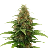 Tangerine Dream Auto