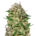 thumb of 24K plant