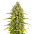 thumb of Acapulco Gold Auto plant