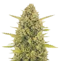thumb of Acapulco Gold plant