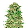 thumb of ACDC plant
