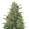 thumb of Adrenaline OG Plant