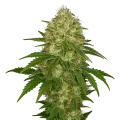 thumb of Plante de Afghani Auto