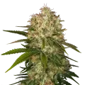 thumb of Afghani plant