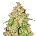 thumb of Agent Orange Plant