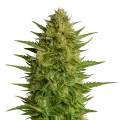 thumb of AK47 Auto plant