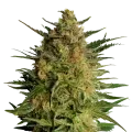 thumb of AK-47 plant