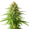 thumb of AK-48 Auto Plant
