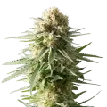 thumb of AK-48 plant