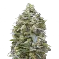 thumb of Alaskan Thunder Fuck Plant