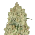 thumb of Alien OG Plant