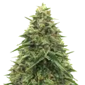 thumb of Alpine Star CBD plant