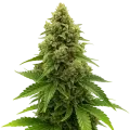 thumb of Amnesia Auto Plant