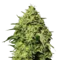 thumb of Amnesia Haze plant