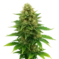 thumb of Plante de Amnesia Haze x Blueberry Auto