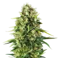 thumb of Amnesia Haze X Blueberry plant