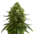 thumb of Amnesia Kush Auto Pflanze