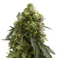 thumb of Amnesia Kush plant