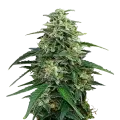 thumb of Amnesia Lemon Kush plant