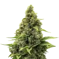 thumb of Amnesia Plant
