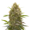 thumb of Amnesia Haze X White Widow plant