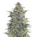 thumb of Animal Cookies Plant