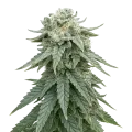 thumb of Animal Face Auto Plant