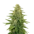 thumb of Plante de Apple Fritter Auto