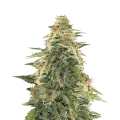 thumb of Apple Fritter plant