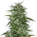 thumb of Aspirin OG Plant