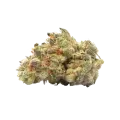 thumb of Australian Gold Bud