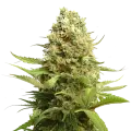 thumb of Banana Kush plant