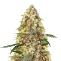 thumb of Banana Zkittlez Plant