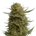 thumb of Berner's Cookies plant