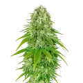 thumb of Plante de Big Bud Auto