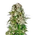 thumb of Big Bud plant