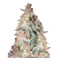thumb of Black Cherry Soda Plant