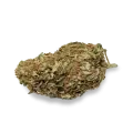thumb of Black Domina bud