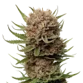 thumb of Black Domina plant
