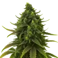thumb of Plante de Black Jack Auto