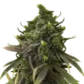 thumb of Black Jack plant