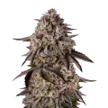 thumb of Black Runtz Plant