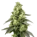 thumb of Black Widow Auto Plant