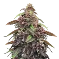 thumb of Blackberry Kush plant