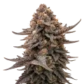 thumb of Blackberry Moonrocks Auto Plant