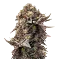 thumb of Blackberry Moonrocks plant