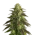 thumb of Blue Cheese Auto Pflanze