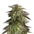 thumb of Blue Cheese plant
