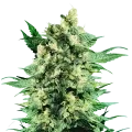 thumb of Blue Cookies plant